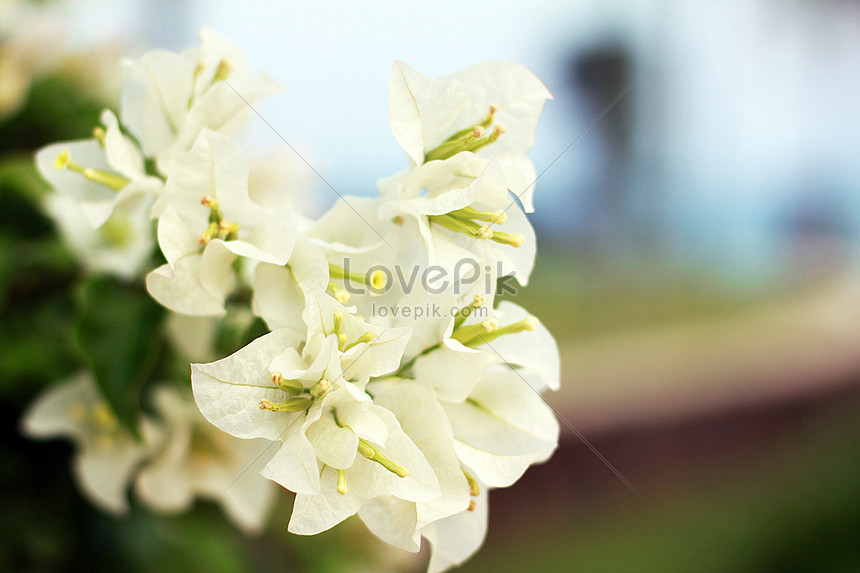 Hermosa Buganvilla Blanca En Verano Foto | Descarga Gratuita HD Imagen de  Foto - Lovepik