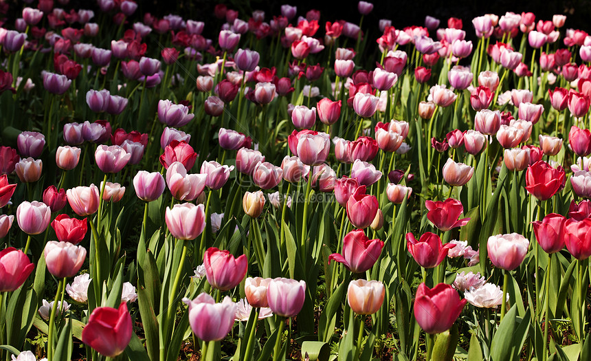 Carnations In The Garden Of The Botanical Garden Picture And HD Photos ...