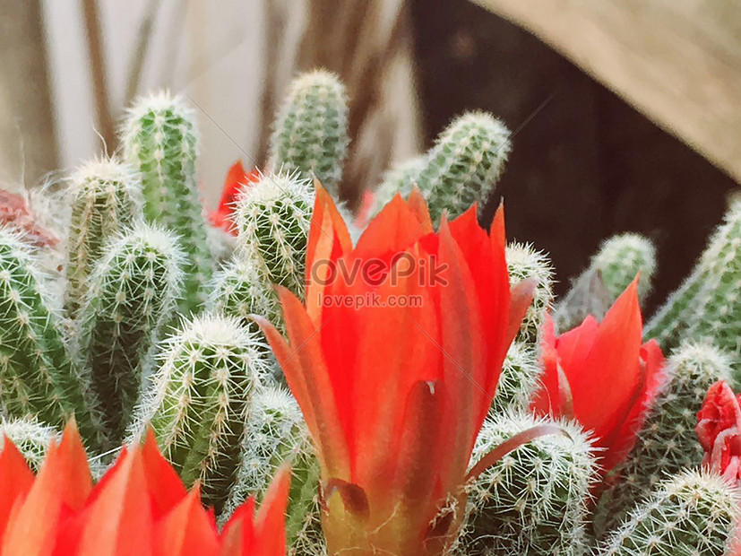 Flor De Cactus Rojo Foto | Descarga Gratuita HD Imagen de Foto - Lovepik