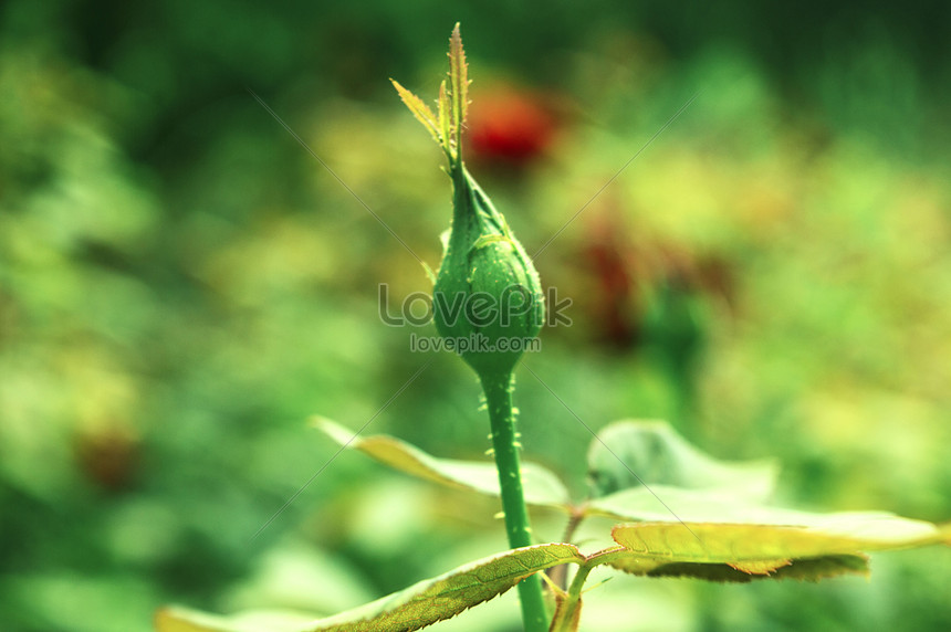 Rose Bud Picture And HD Photos | Free Download On Lovepik