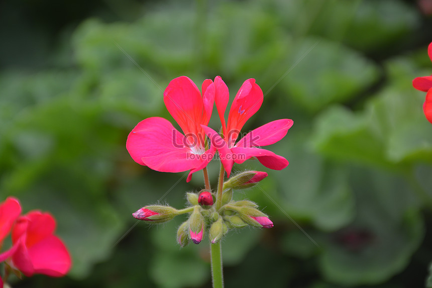 Photo de Petite Fleur Rouge, fleur, petite fleur, petite fleur rouge Photo  images free download - Lovepik | 500365248