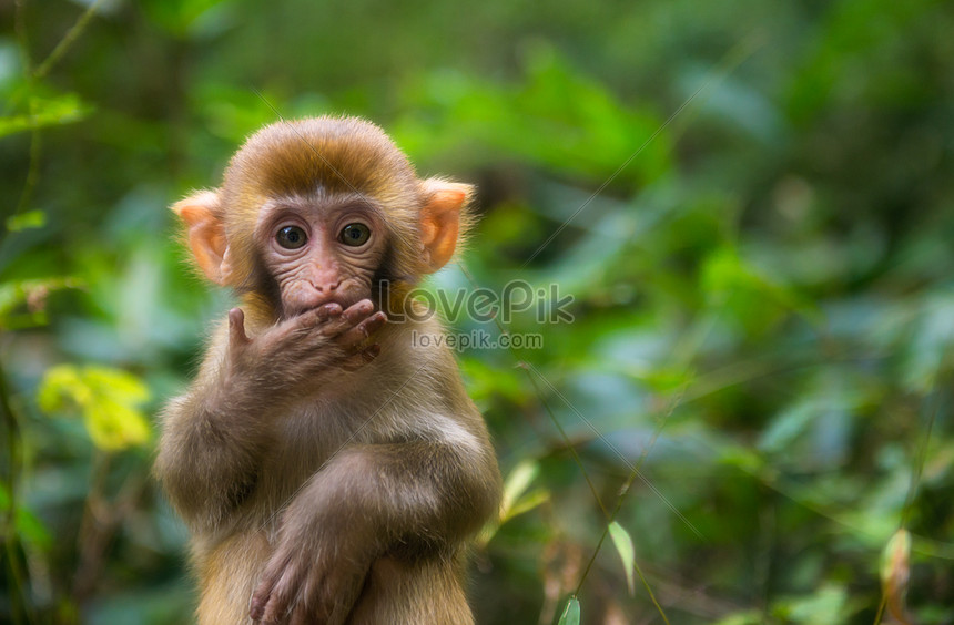 Khỉ là một trong những sinh vật đáng yêu nhất thế giới! Với các bức ảnh miễn phí về khỉ và thực vật, bạn sẽ được trải nghiệm cảm giác sống động, như đang đứng ở gần chúng đây! Hãy tải xuống và khám phá những hình ảnh đáng yêu này, và chắc chắn bạn sẽ có những trải nghiệm đáng nhớ!
