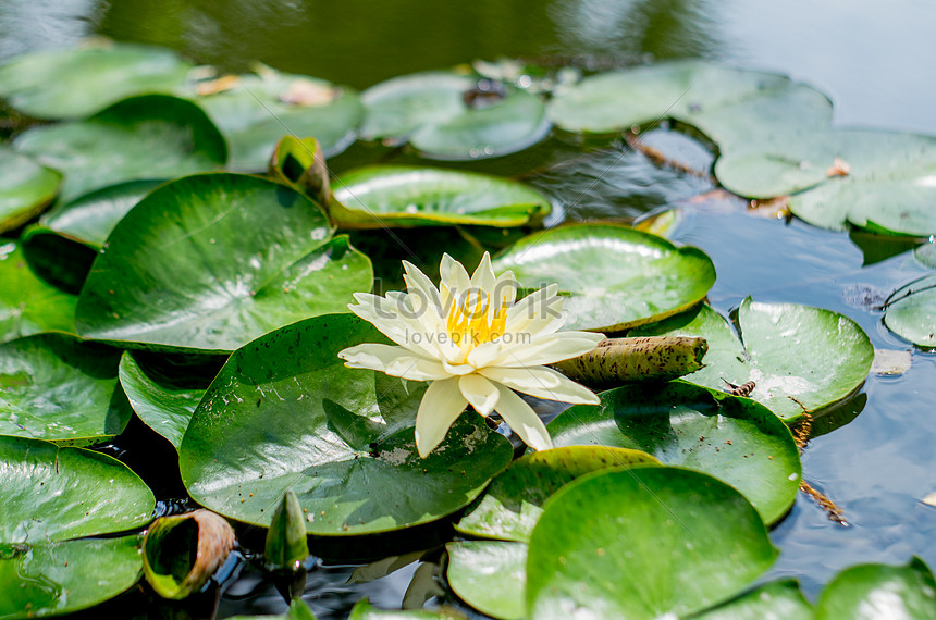 water-lily-picture-and-hd-photos-free-download-on-lovepik