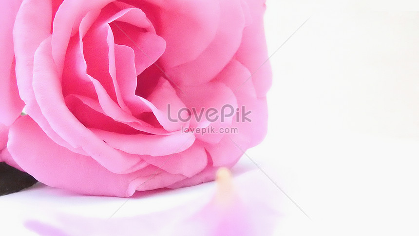 Với nền màu trắng hồng tươi tắn và hoa hồng trắng đẹp như thế này, bức hình sẽ khiến bạn cảm thấy đầy cảm xúc và tươi trẻ. Hãy để tinh thần của mình lắng đọng trong những đóa hoa vàng này!