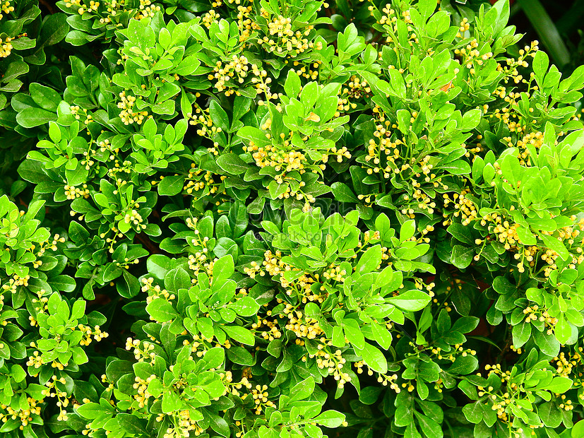 Flor Amarilla Hoja Verde Foto | Descarga Gratuita HD Imagen de Foto -  Lovepik