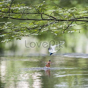 Две птицы в воде stock pictures. & изображений