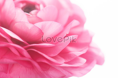 Flower Petals Of Natural Flowers Picture And HD Photos | Free Download