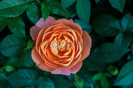 orange roses images