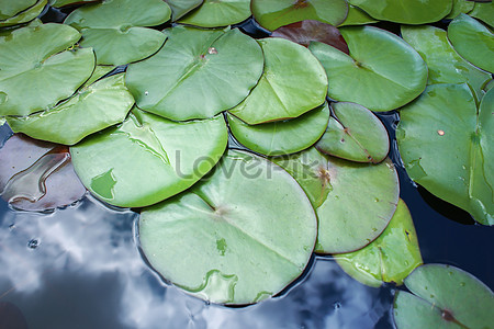 Лето черный stock pictures. & изображений