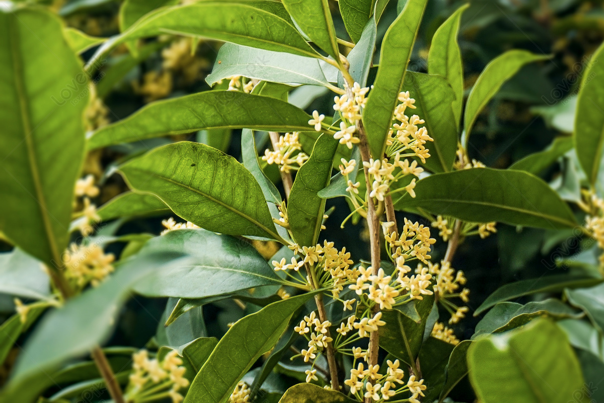 Sweet Scented Osmanthus