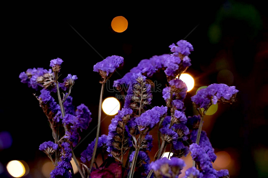 Ramo De Lavanda Seca Bajo La Luz De La Noche Foto | Descarga Gratuita HD  Imagen de Foto - Lovepik