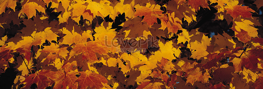 Long Picture Of Maple Leaf Forest Picture And HD Photos | Free Download ...