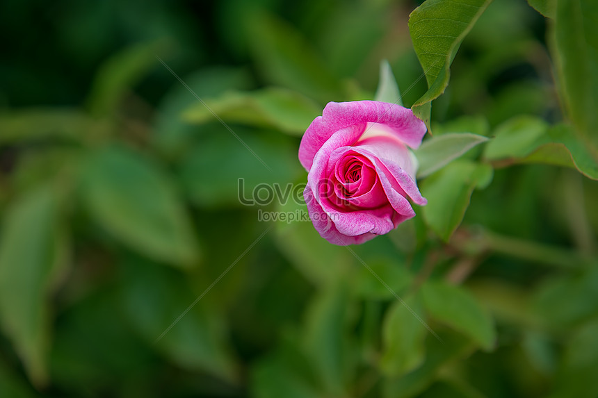 Hoa hồng màu hồng xanh nổi bật nhưng lại vô cùng dịu dàng và tinh tế. Bức tranh với nền xanh kỳ lạ phủ kín những bông hoa tuyệt đẹp này chắc chắn sẽ khiến bạn phải say đắm.
