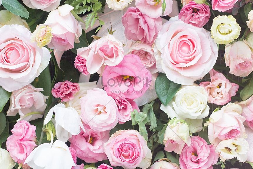 Rose Wall Picture And HD Photos | Free Download On Lovepik