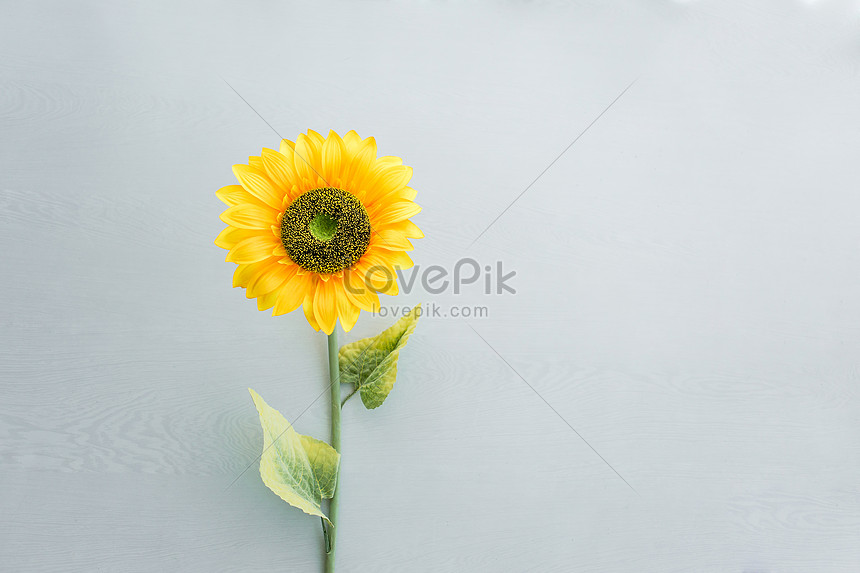 Material De Fondo De Color Sólido De Girasol Foto | Descarga Gratuita HD  Imagen de Foto - Lovepik