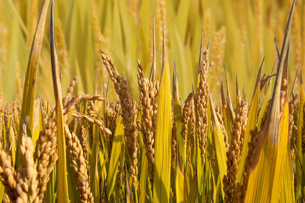 Autumn Harvest Rice Ear Rice Field Wheat Ear Picture And HD Photos | Free  Download On Lovepik
