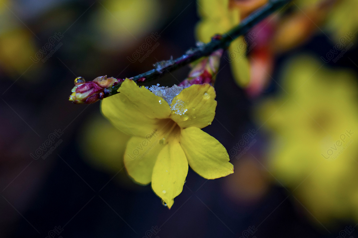 개나리 꽃 이미지, 사진 및 Png 일러스트 무료 다운로드 - Lovepik