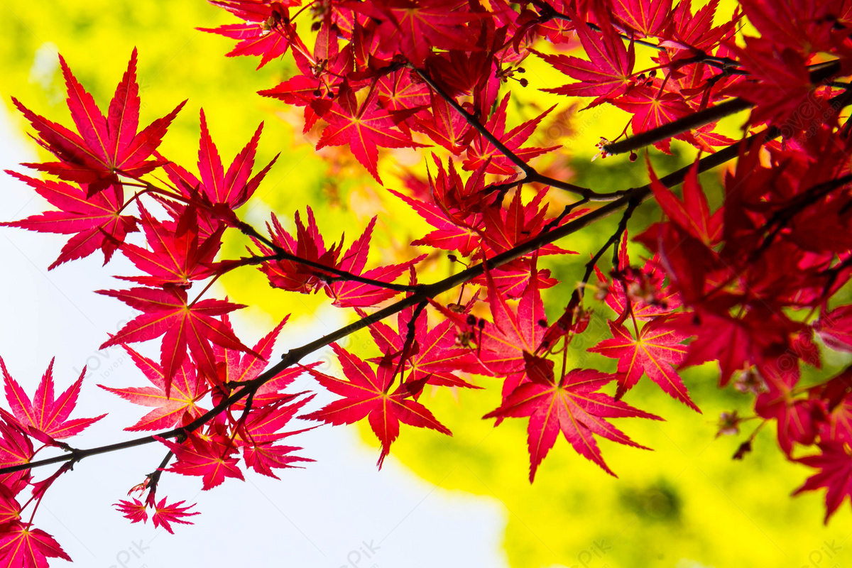 Maple Leaf Picture And HD Photos | Free Download On Lovepik