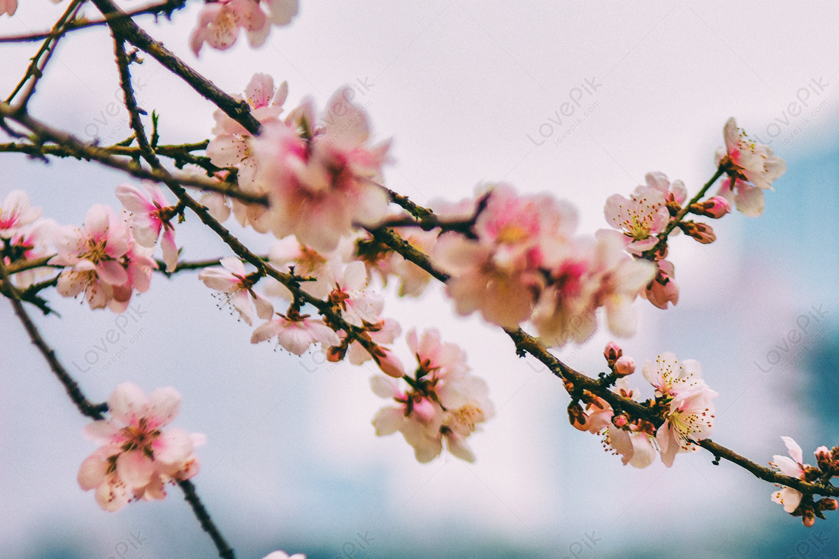 Flores De Durazno Florecen Literatura Fresca Foto | Descarga Gratuita HD  Imagen de Foto - Lovepik