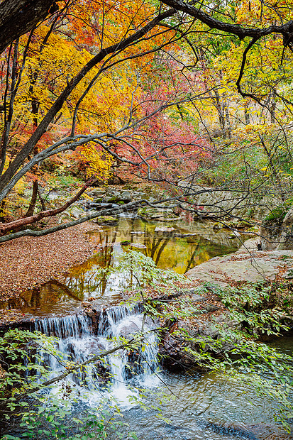 Beautiful Autumn Red Maple Picture And Hd Photos Free Download On Lovepik