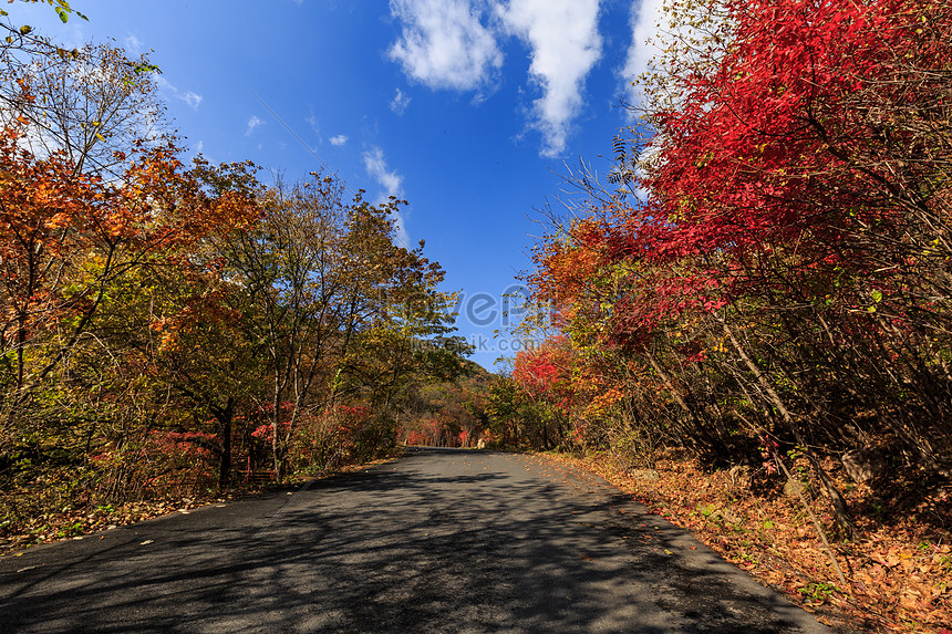 ảnh Trình Lá Màu đỏ Tươi Sáng Và đẹp Mùa Thu Tải Xuống Miễn Phí, ảnh mùa  thu, màu đỏ phong, maple leaf đẹp Trên Lovepik