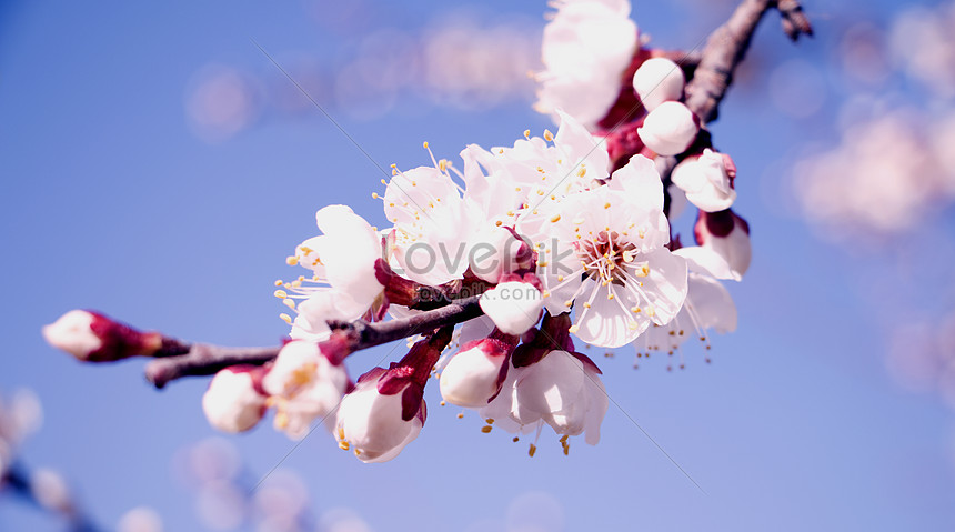 Photo De Fleur Printemps Debut Printemps Fleurs Printemps Debut Du Printemps Photo Images Free Download Lovepik