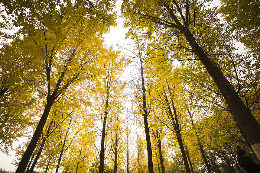 Ginkgo Biloba Forest In Autumn Picture And HD Photos | Free Download On ...