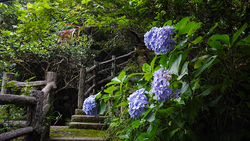 Flores De Hortensia Y Plantas Verdes En El Patio Foto | Descarga Gratuita  HD Imagen de Foto - Lovepik