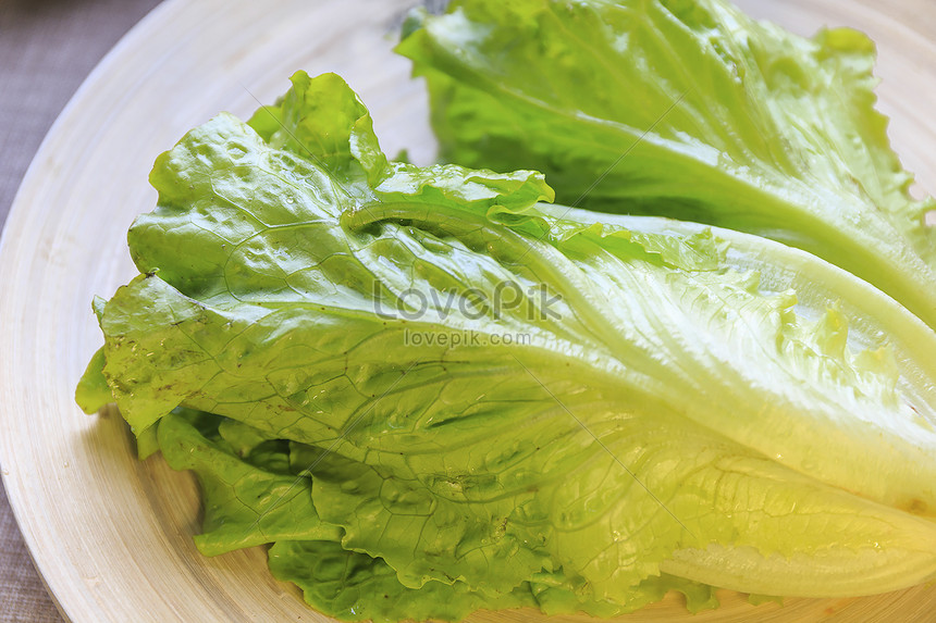 Lettuce For Vegetables Picture And Hd Photos Free Download On Lovepik 6093