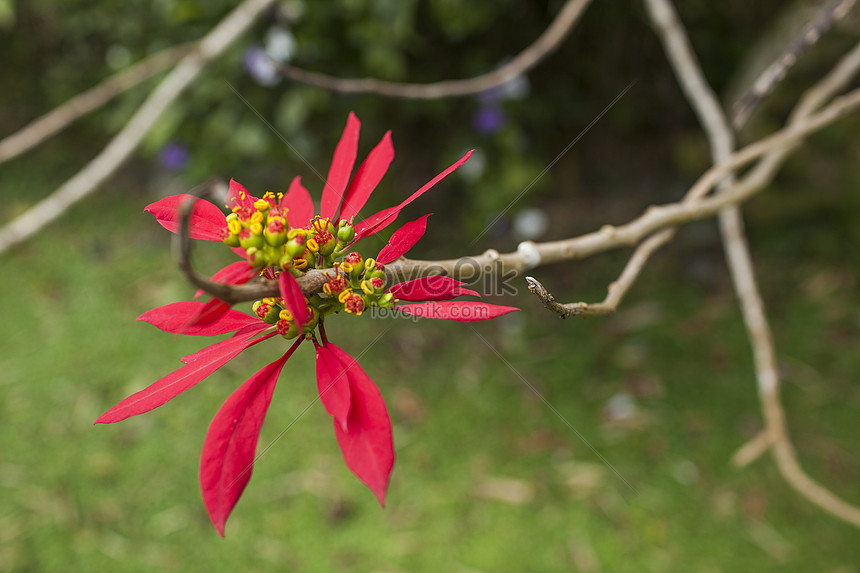 赤いフェニックスの花イメージ 写真 Id Prf画像フォーマットjpg Jp Lovepik Com