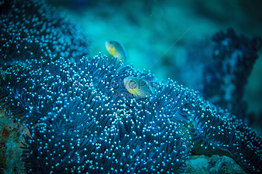 Những bức ảnh đáy biển san hô sẽ khiến bạn đắm chìm trong cảm giác hòa mình vào vùng đại dương tuyệt đẹp. Với màu sắc rực rỡ và đa dạng các loài san hô, bạn sẽ không thể rời mắt khỏi những hình ảnh đang chờ đón.