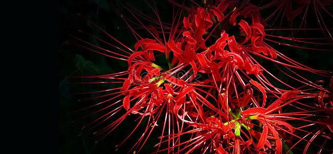 Red Flower Background Picture And HD Photos | Free Download On Lovepik