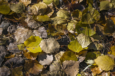 가을 낙엽이 이미지, 사진 및 Png 일러스트 무료 다운로드 - Lovepik