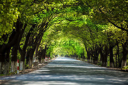 Road Tree Images, HD Pictures For Free Vectors & PSD Download 