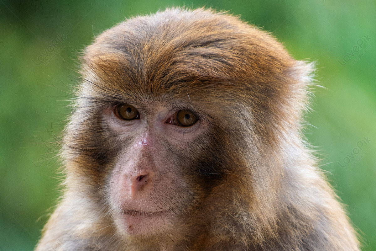 人工繁殖黑叶猴新生仔猴在广西梧州健康成长