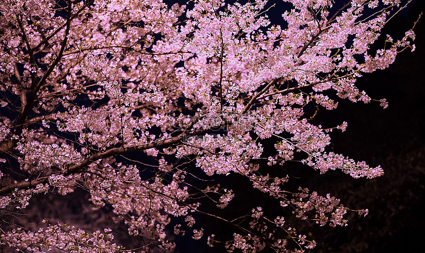 Universidad De Wuhan Flor De Cerezo Flores De Cerezo Foto | Descarga  Gratuita HD Imagen de Foto - Lovepik