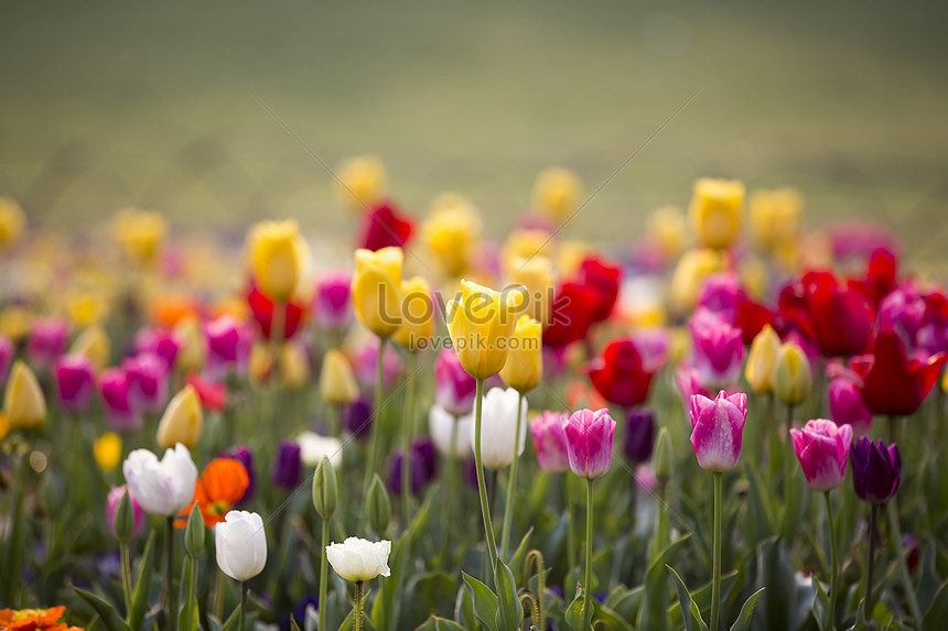 Tulipanes De Colores Foto | Descarga Gratuita HD Imagen de Foto - Lovepik