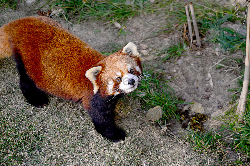 Lesser Panda Picture And HD Photos | Free Download On Lovepik