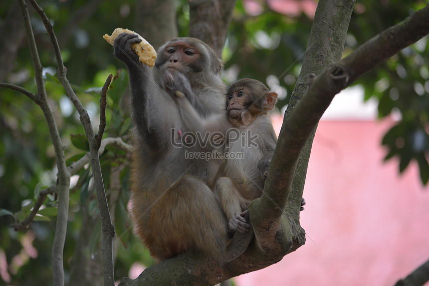 Hãy chiêm ngưỡng những bức ảnh đáng yêu của những chú khỉ tinh nghịch và đáng yêu này. Chúng sẽ đem lại cho bạn cảm giác thư giãn và tươi vui sau một ngày làm việc căng thẳng.