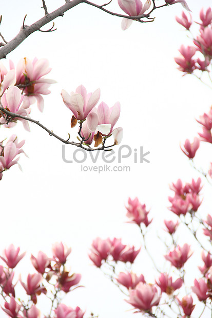 Flor De Magnolia Rosa En Primavera Foto | Descarga Gratuita HD Imagen de  Foto - Lovepik