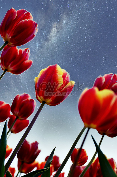ảnh Bối Cảnh Hình Nền Hoa Tulip Tải Xuống Miễn Phí, ảnh hoa, bầu ...