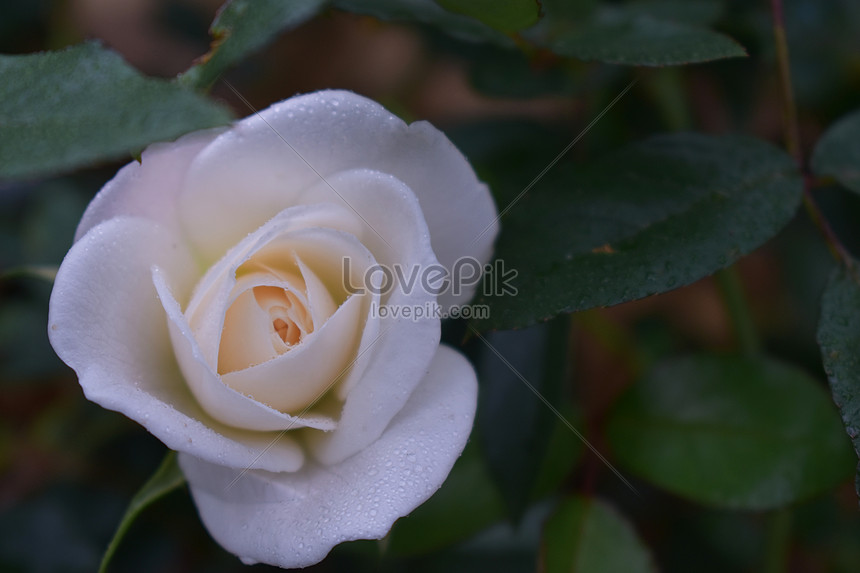 Rosa Blanca Foto | Descarga Gratuita HD Imagen de Foto - Lovepik