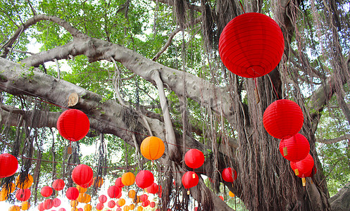 Banyan Tree Images, HD Pictures For Free Vectors Download - Lovepik.com