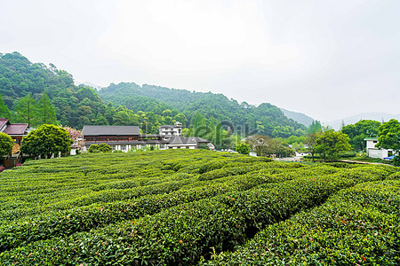 Зеленый чай горный чайный сад stock pictures. & изображений