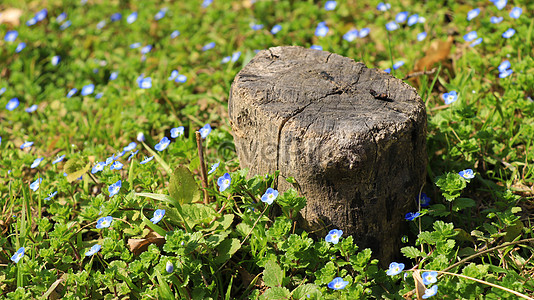 Photo de Petite Fleur Sauvage Bleue, printemps, fleur, gros pétale