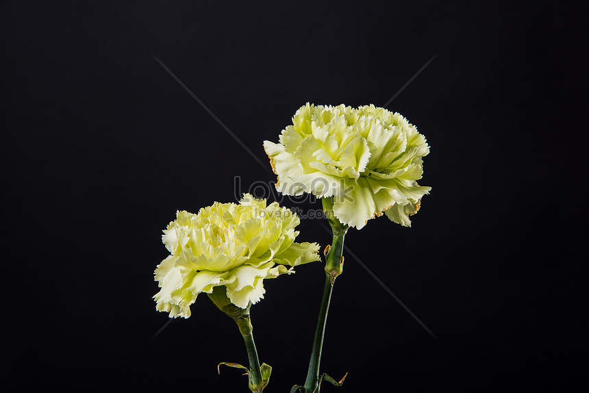 Nếu bạn đam mê vẻ đẹp tự nhiên và tinh tế của hoa cẩm chướng, thì hình ảnh này chắc chắn sẽ làm bạn ngất ngây. Cùng nhau thưởng thức vẻ đẹp đầy màu sắc của những đóa hoa này!