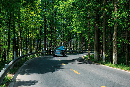 Road Tree Images, HD Pictures For Free Vectors & PSD Download 