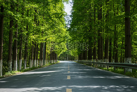 Road Tree Images, HD Pictures For Free Vectors & PSD Download 