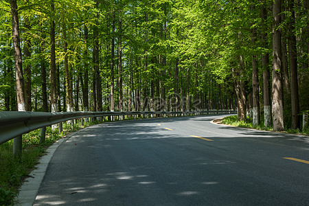 Road Tree Images, HD Pictures For Free Vectors & PSD Download 