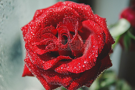 pink rose with water drops wallpaper